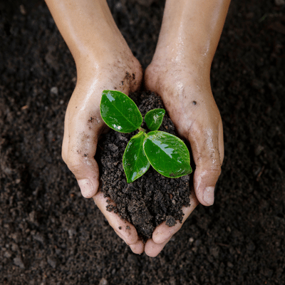 organic biodynamic