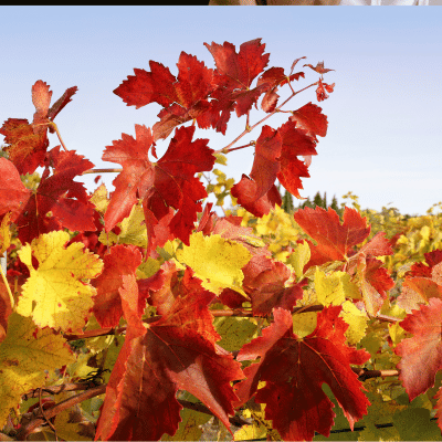 wines in season